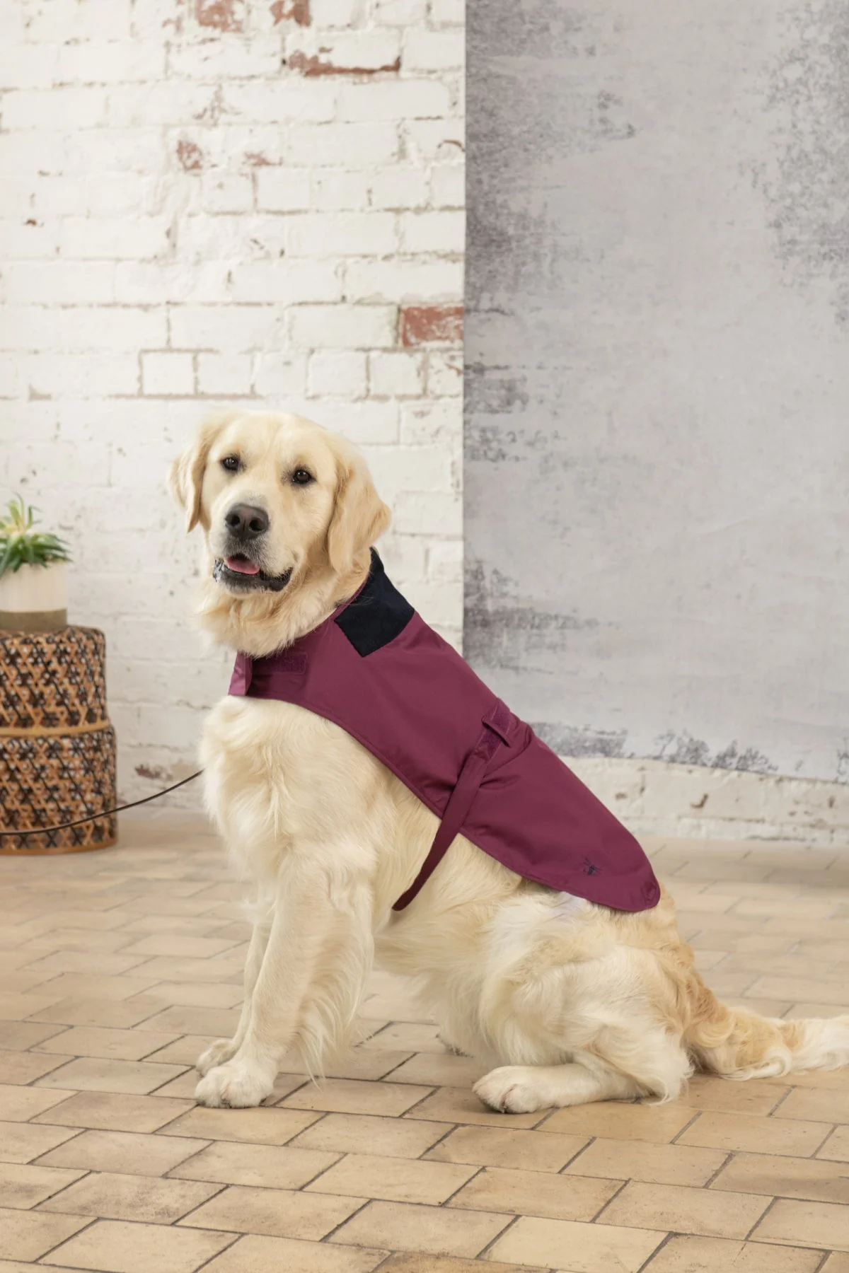 Heritage Dog Coat - Plum - Image 7