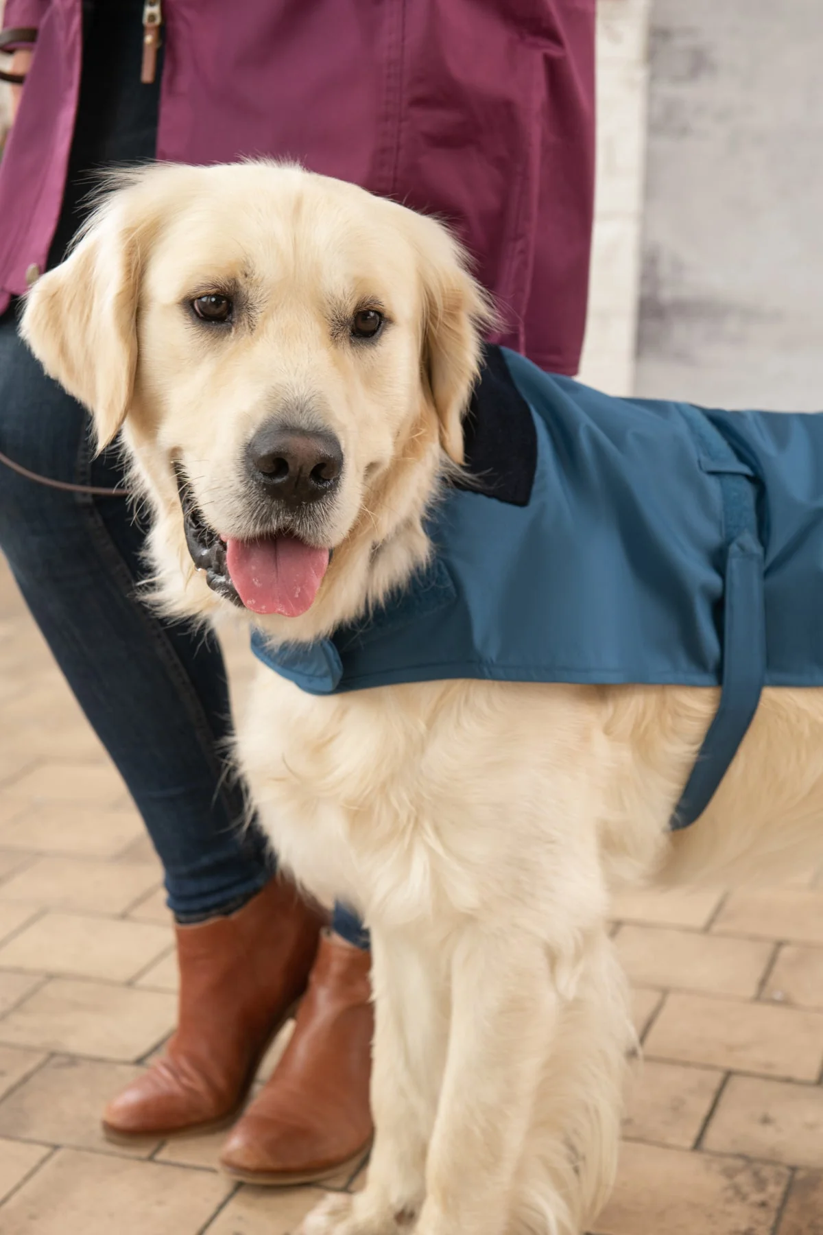 Heritage Dog Coat - Deep Sea - Image 6